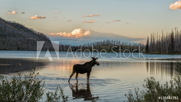 Bild på Moose standing in Montana mountain lake at dusk